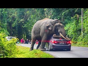 99 Most BRUTAL ANIMAL ATTACKS Caught on Video