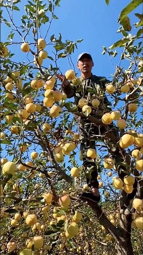 Incredible Golden Apple Harvest 🍏 | Heavy Fruiting Apple Tree #shorts #nature #farming