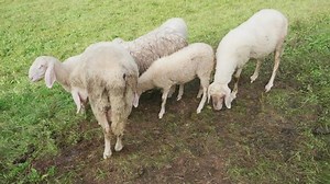 clip-1046119927-assaf-sheep-breed-cross-between-awassi-breeds