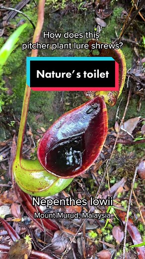 Nepenthes Lowii: The Incredible Toilet Plant Adaptation