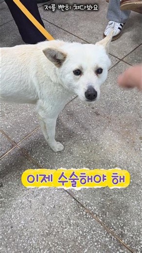 행복아! 이제 수술해야 해 #행복이 #중성화수술 #진도견#댕댕이 #강아지