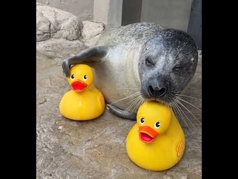 Playful seal becomes an internet hit with a rubber duck