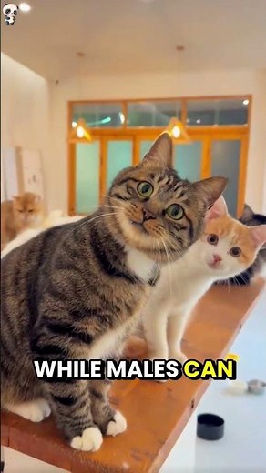 😺Male Vs Female Cats : What's the Real Difference?