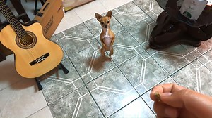 Cómo hacer que tu chihuahua obedezca: Entrenamiento práctico paso a paso | Amigo Chihuahua