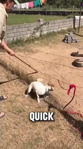 The puppy thought it was fun…The owner knew it was dangerous.
