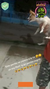 Papi tienes que avisarme #humor #comedia #fypchallenge #doblajequillero | Doblaje Quillero Clips