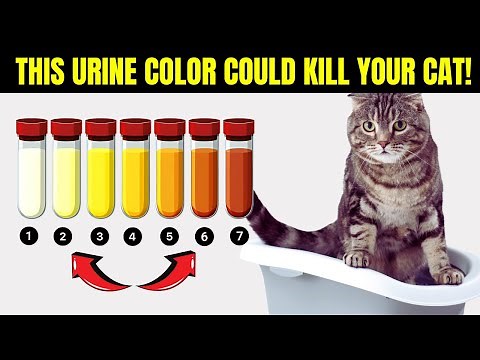 Your Cat’s Urine Reveals Their Health – Don’t Ignore These 7 Colors!