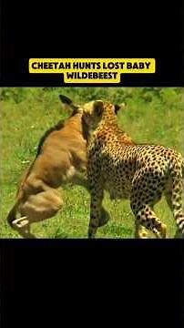 Cheetah Hunts Lost Baby Wildebeest 🐆 | Survival in the African Savannah
