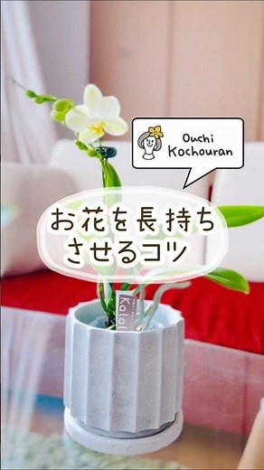 胡蝶蘭の花を長く楽しむコツ🌸