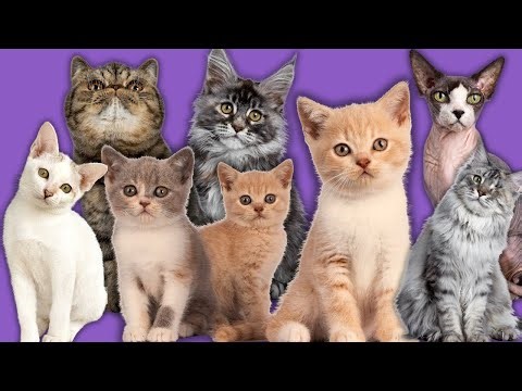 Funny Synchronized Cats - Compilation