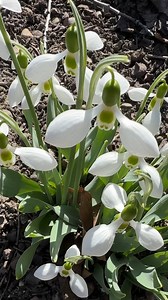 When should you plant your snowdrop seeds for the best spring bloom? | Better Homes & Gardens