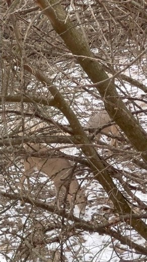 Muzzleloader Season #hunting #deer #deerhunting