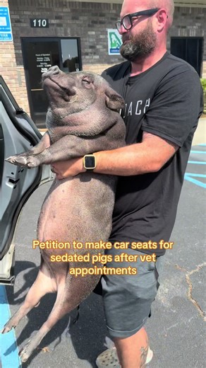 Pet Pig Sedated After Vet Visit Falls Off Seat