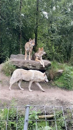 Three Wolves in Ireland 🐺🌿
