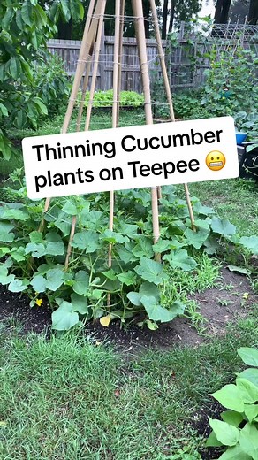 Thinning cucumbers on my cucumber teepee trellis. #cucumbers #verticalgardening #teepee #trellis #gardening