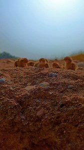 87K views · 4K reactions | Partridge babies #hunting #PetLovers #petsofinstagram #birds_captures | Birds Lovers | Facebook