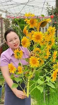 Hoa hướng dương tháp thắp hương mùng một #huongduong #lamvuon