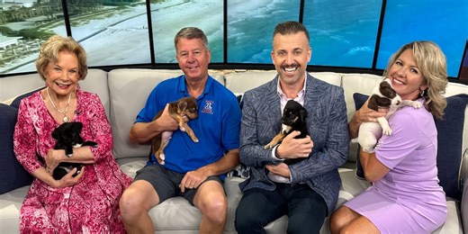 National rescue dog day! Nate's Honor Animal Rescue has adorable adoptable puppies | Suncoast View (May 20th, 2024)