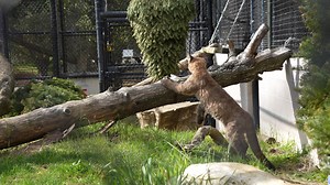 SUNday sneak attack 🐱☀️🐱 Sisters Maple and Willow enjoy an outdoor romp on a beautiful day. Watch them live on our CubCam: www.oaklandzoo.org/webcams/mountain-lion-cam | Oakland Zoo