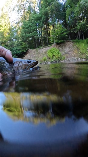 Brook Trout Fly Fishing Tips and Techniques