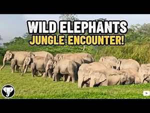 Majestic Elephants: A Wild Herd's Journey Through Lush Grasslands and Tea Gardens🌳🐘