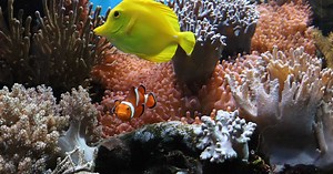 Qu'est-ce que le corail ?