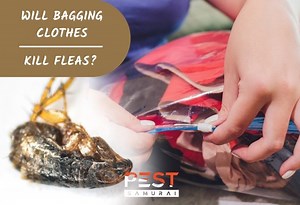 Will Bagging Clothes Kill Fleas? | Vacuum Storage Bags vs. Fleas - Pest Samurai