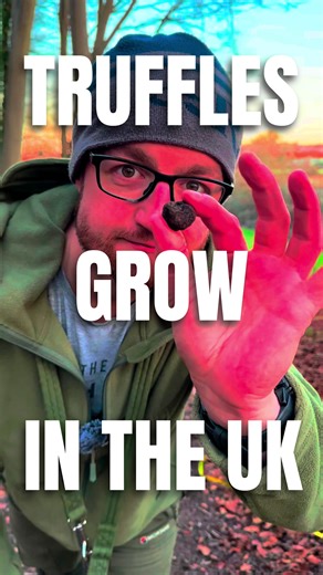 Essential UK Truffle Finding Tips: Trees, Soil, Seasons