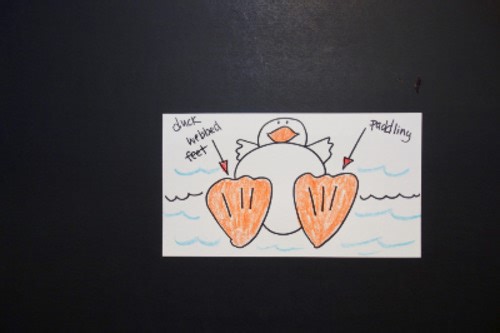 Let's Draw Animal Adaptations!   (A Duck)