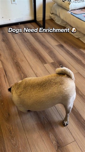 Mental stimulation is what really helps your dog feel balanced and calm 🪷