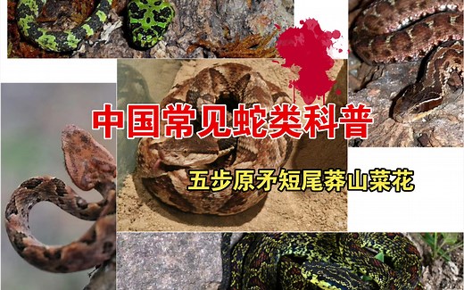 《中国常见蛇类科普》五步蛇＋原矛头蝮＋短尾蝮＋莽山原矛头蝮＋菜花原矛头蝮