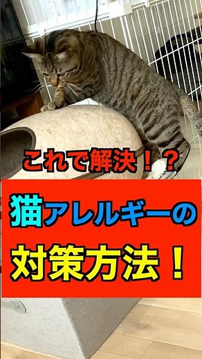 『これで解決！？』猫アレルギーの対策方法！