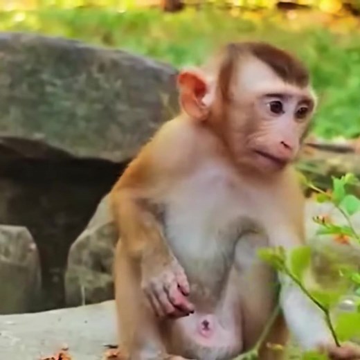 big baby monkey crying so loudly #FunnyMonkey #MonkeyPrank #funnyshorts #viralshort #AnimalComedy #ViralVideo #CuteAnimals #shorts #reels #fyp ⚡️❤️‍啕 | Lit Movies | Facebook