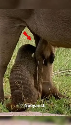 Real Friendship 😯