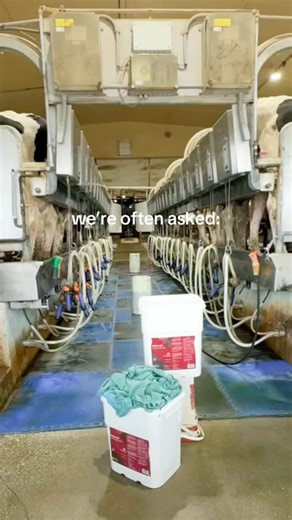 About 8 minutes. That’s how long our cows spend in the parlor each visit — three times a day, less than 30 minutes total ⏰ Our parlor runs 24/7, but in calm, scheduled shifts that keep our girls comfortable and milk production steady. Big creatures of habit, they genuinely love their routine! | Foresight Farms