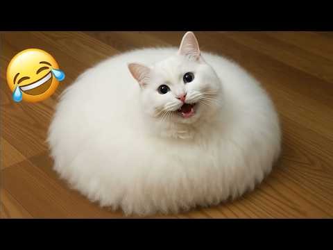 Try Not To Laugh 😅 Funniest Cats and Dogs 😹 Funny Animals 2026