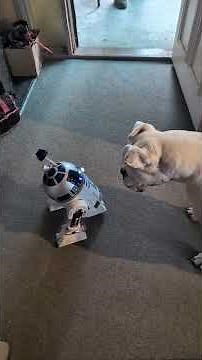 Hasbro R2D2 robot is awesome!!