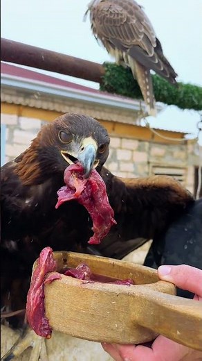 Savage Eagle Feast You’ve Never Seen Before 극강 포식 순간