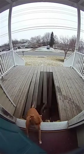 Front Door Camera Captures Accident