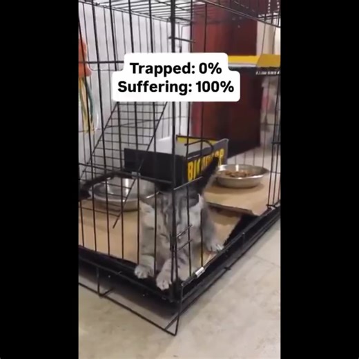 Crazy Cat Capers_The Funniest Compilation You’ll Watch Today!