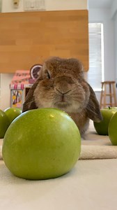 I love apples. . . Even green ones. ~ Cinna 🍏 . . . #bunny #rabbit #hollandlop #bunnies #cute #hollandlopsofinstagram #bunniesofinstagram #cutebunny #cutepet #foryou #foryourpage #apples #grannysmithapples | Runcinnabunrun