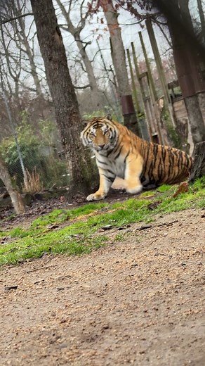 Emily Burkhead on TikTok