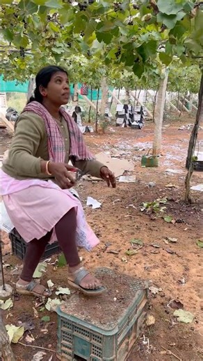 Grapes harvesting garden farming #grape #shortvideo