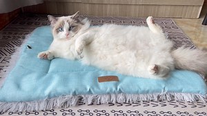 Watch A cat bed that makes cats feel happy on Amazon Live