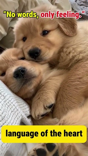 Animals Hugging Each Other 🐾 | No Words, Just Pure Love #animalhugs #animallovers