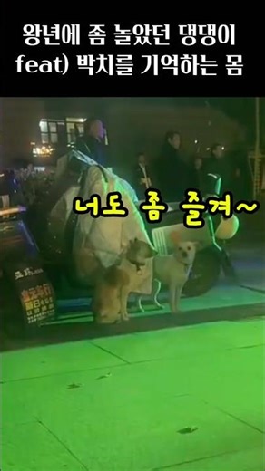 왕년에 좀 놀았던 댕댕이🤣#각종유머 #댕댕이 #cute #funny #웃긴영상 #dog#고양이 #웃긴짤 #동물