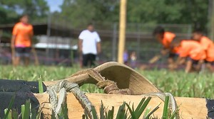 Alabama Coushatta tribe helping grow the popularity of stickball