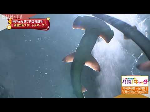 四国水族館オープン