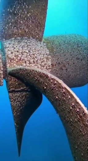 [Underwater Ship Maintenance] Diver Cleans Severe Biofouling on Large Propeller!