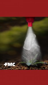 When rapid, reliable weed control is critical, Hammer Force delivers. Fast acting: Quicker visual burndown than glyphosate alone. Improved spectrum: Strengthens glyphosate activity on tough broadleaf weed species. Non-Residual: No additional grazing or drilling restrictions to the use of glyphosate, supporting seamless crop establishment across pasture, cereals, forage brassicas, fodder beet, and maize. | FMC Australia and New Zealand